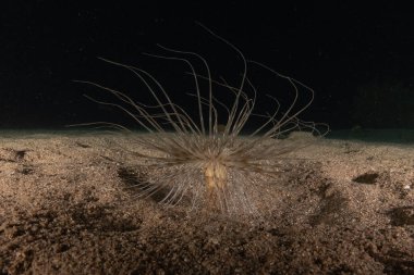 Kızıldeniz 'deki mercan resifi ve su bitkileri, Eilat Israel