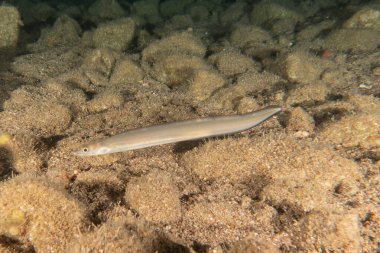 Kızıl Denizde yüzen balıklar, renkli balıklar, Eilat İsrail