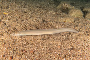 Kızıl Denizde yüzen balıklar, renkli balıklar, Eilat İsrail