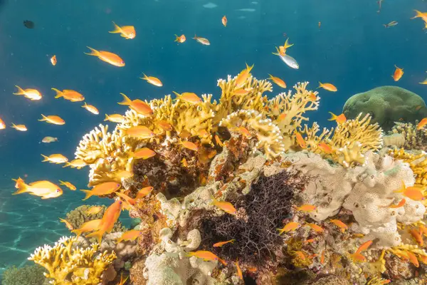 stock image Coral reef and water plants in the Red Sea, Eilat Israel