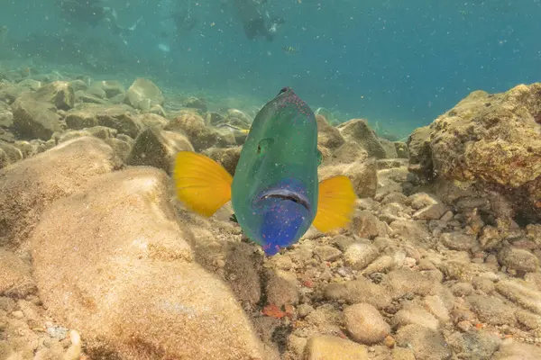 stock image Fish swimming in the Red Sea, colorful fish, Eilat Israel