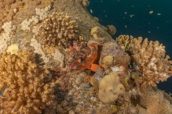 Kızıl Denizde yüzen balıklar, renkli balıklar, Eilat İsrail