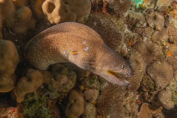 Moray eel Mooray lycodontis Kızıldenizde dalgalanma, Eilat Israel