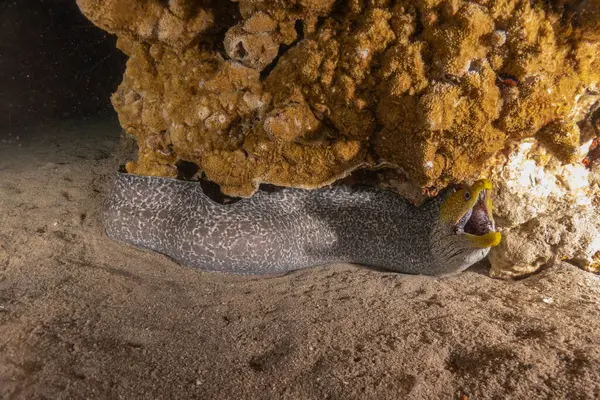 Moray eel Mooray lycodontis Kızıldenizde dalgalanma, Eilat Israel