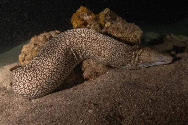 Moray eel Mooray lycodontis Kızıldenizde dalgalanma, Eilat Israel