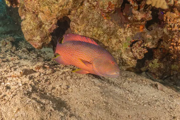 stock image Fish swimming in the Red Sea, colorful fish, Eilat Israel