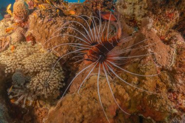 Kızıl Deniz 'deki aslan balığı renkli balık, Eilat Israel