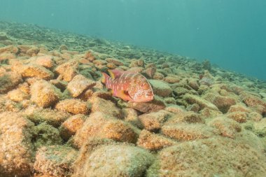Kızıl Denizde yüzen balıklar, renkli balıklar, Eilat İsrail