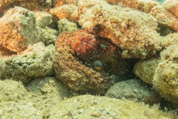 Kızıl Deniz 'deki kamuflajın kralı, Eilat Israel. 