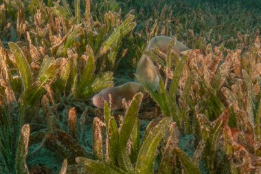 Moray eel Mooray lycodontis Kızıldenizde dalgalanma, Eilat Israel