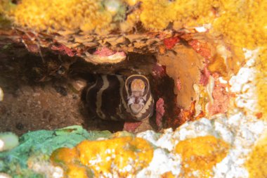 Moray eel Mooray lycodontis undulatus in the Red Sea, Eilat Israel clipart