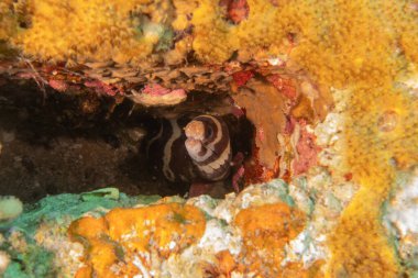 Moray eel Mooray lycodontis Kızıldenizde dalgalanma, Eilat Israel