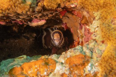 Moray eel Mooray lycodontis Kızıldenizde dalgalanma, Eilat Israel