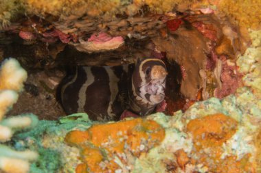 Moray eel Mooray lycodontis Kızıldenizde dalgalanma, Eilat Israel