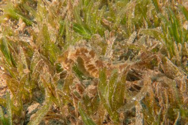 Kızıl Deniz 'deki deniz atı Renkli ve güzel, Eilat Israel