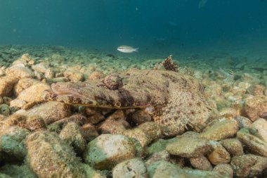 Kızıl Denizde yüzen balıklar, renkli balıklar, Eilat İsrail