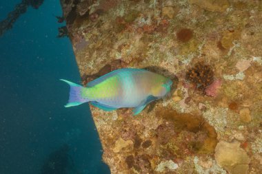 Kızıl Denizde yüzen balıklar, renkli balıklar, Eilat İsrail