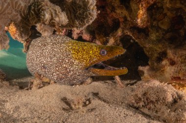 Moray eel Mooray lycodontis Kızıldenizde dalgalanma, Eilat Israel