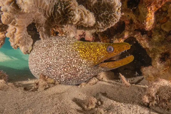 stock image Moray eel Mooray lycodontis undulatus in the Red Sea, Eilat Israel