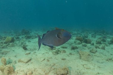 Kızıl Denizde yüzen balıklar, renkli balıklar, Eilat İsrail