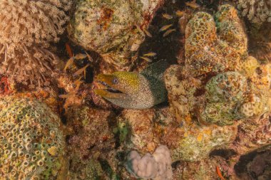 Moray eel Mooray lycodontis Kızıldenizde dalgalanma, Eilat Israel