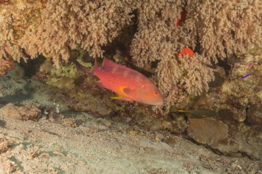 Kızıl Denizde yüzen balıklar, renkli balıklar, Eilat İsrail