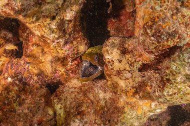 Moray eel Mooray lycodontis Kızıldenizde dalgalanma, Eilat Israel