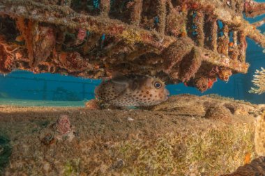 Kızıl Denizde yüzen balıklar, renkli balıklar, Eilat İsrail