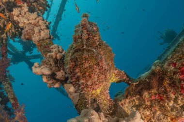 Kızıl Deniz 'deki kurbağa balığı Renkli ve güzel, Eilat Israel