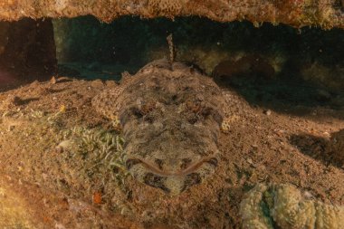 Kızıl Denizde yüzen balıklar, renkli balıklar, Eilat İsrail