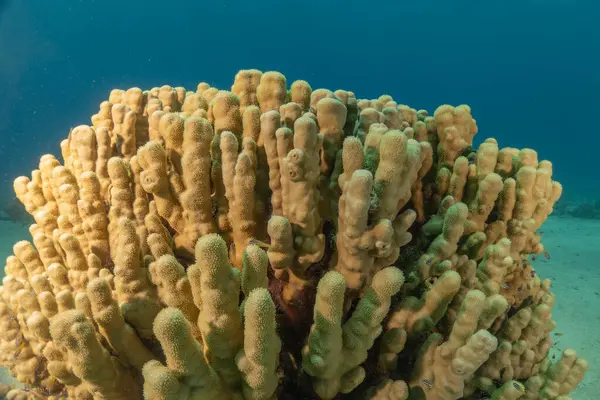 Kızıldeniz 'deki mercan resifi ve su bitkileri, Eilat Israel