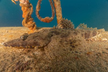 Kızıl Denizde yüzen balıklar, renkli balıklar, Eilat İsrail