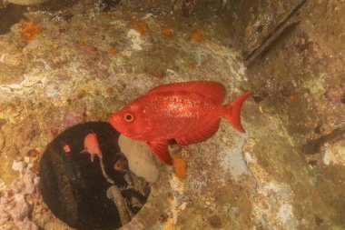 Kızıl Denizde yüzen balıklar, renkli balıklar, Eilat İsrail