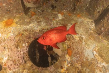 Kızıl Denizde yüzen balıklar, renkli balıklar, Eilat İsrail