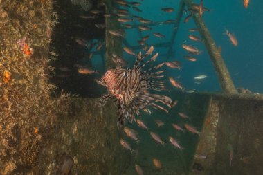 Kızıl Deniz 'deki aslan balığı renkli balık, Eilat Israel