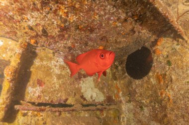 Kızıl Denizde yüzen balıklar, renkli balıklar, Eilat İsrail