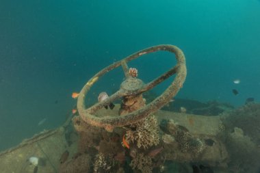 Metallerdeki deniz kirliliği ve Kızıldeniz 'deki diğer çöpler