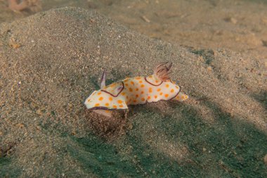 Sea Slug in the Red Sea Colorful and beautiful, Eilat Israel clipart