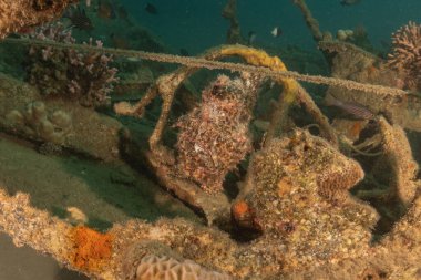 Kızıl Deniz 'deki kurbağa balığı Renkli ve güzel, Eilat Israel