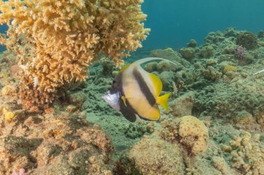 Kızıl Denizde yüzen balıklar, renkli balıklar, Eilat İsrail