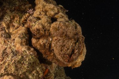 Kızıl Denizde yüzen balıklar, renkli balıklar, Eilat İsrail