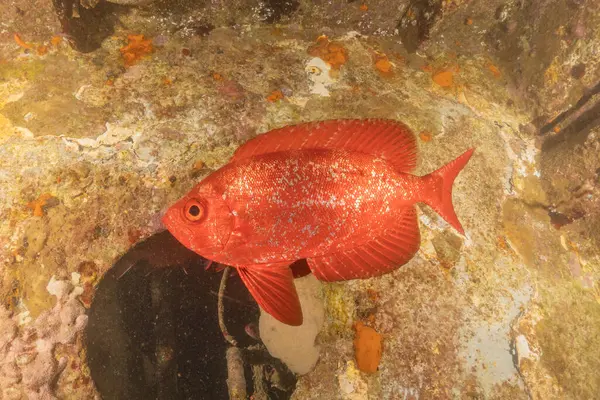 stock image Fish swimming in the Red Sea, colorful fish, Eilat Israel