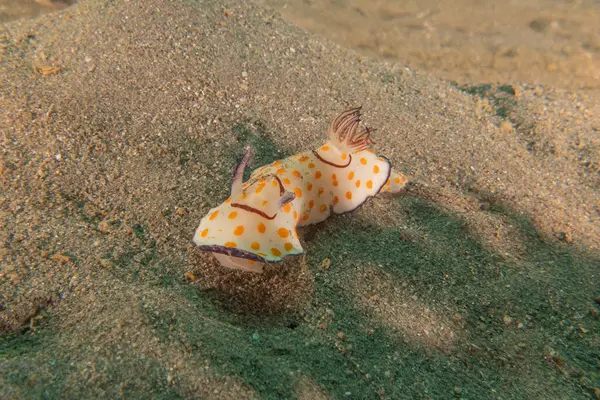 stock image Sea Slug in the Red Sea Colorful and beautiful, Eilat Israel