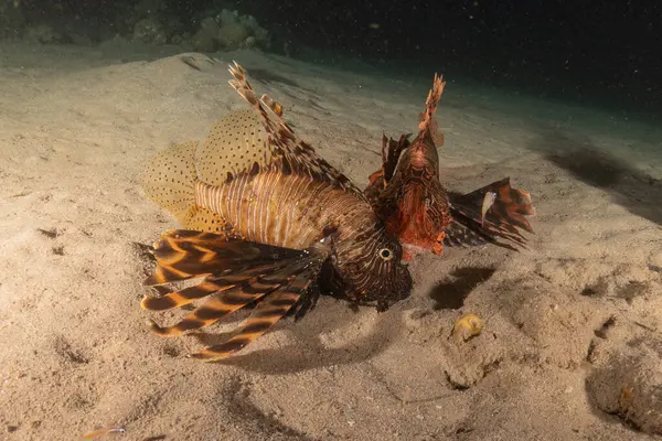 stock image Lionfish in the Red Sea colorful fish, Eilat Israel