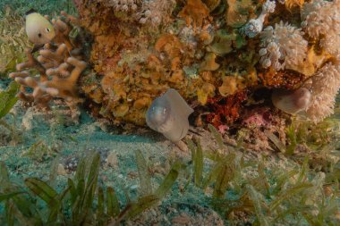 Moray eel Mooray lycodontis Kızıldenizde dalgalanma, Eilat Israel
