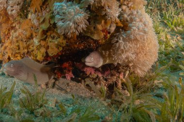 Moray eel Mooray lycodontis undulatus in the Red Sea, Eilat Israel clipart