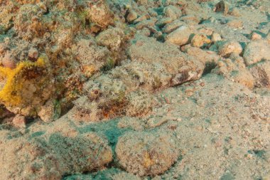 Kızıl Denizde yüzen balıklar, renkli balıklar, Eilat İsrail