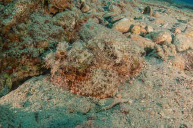 Kızıl Denizde yüzen balıklar, renkli balıklar, Eilat İsrail