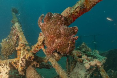 Kurbağalar Kızıl Deniz 'de yüzer, renkli balıklar, Eilat İsrail