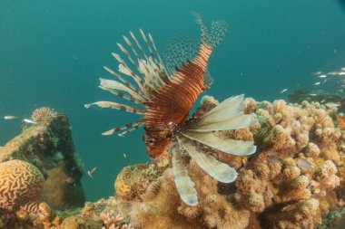 Kızıl Deniz 'deki aslan balığı renkli balık, Eilat Israel